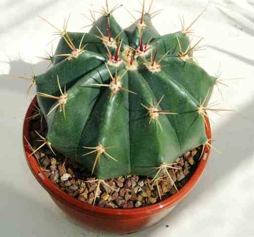 Ferocactus_alamosanus_1